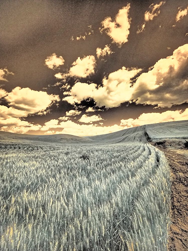 USA-Washington State-Palouse-Crops growing on the rolling hills of the Palouse